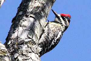 Yellow-bellied Sapsucker